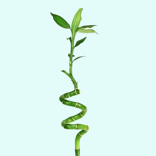 Lucky bamboo plant - lucky, (dracaena