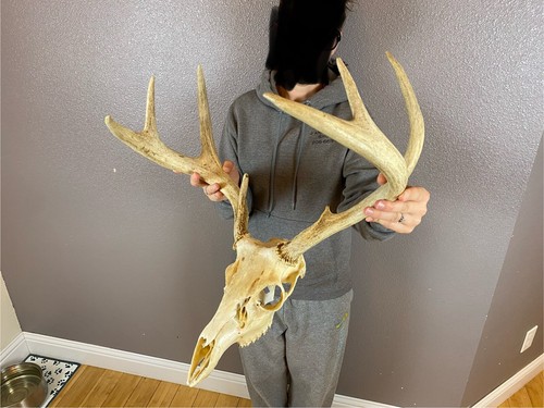 European real skull - real,