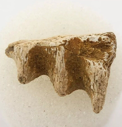 Hadrosaur jaw bone section - jaw,