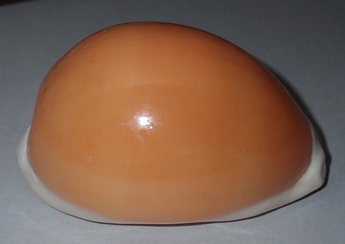 Rare cypraea aurantium - cypraea,