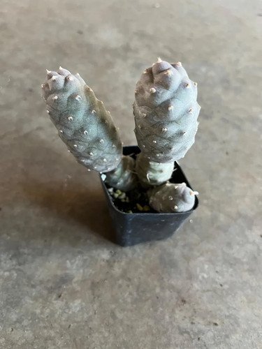 Pine cone cactus - , live
