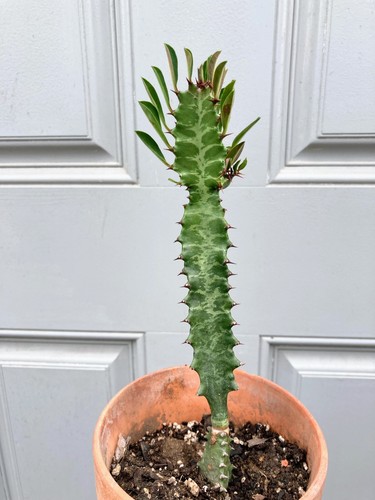 African milk tree euphorbia - african,