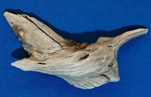Northern california redwood - northern,