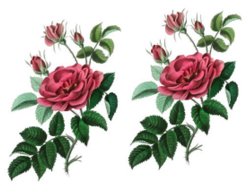 Vintage french rose rosa - rose,