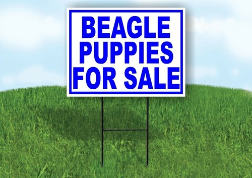 Beagle puppies for - for, sale