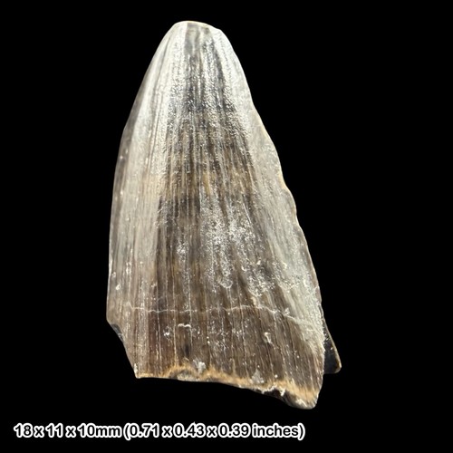 Ichthyosaur tooth fossil - tooth,