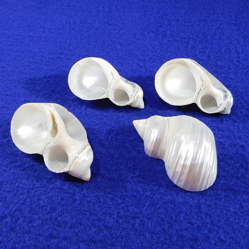 Set small serving shells - 4,