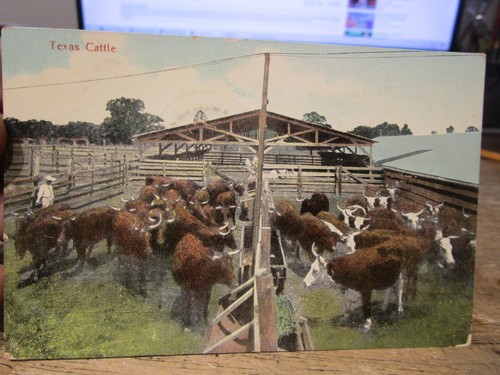 Texas old postcard cattle - v2,