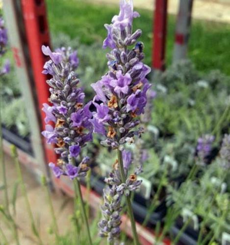 Lavender french provence 4 - provence,