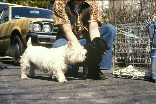Vintage 1970s westie black - vintage,