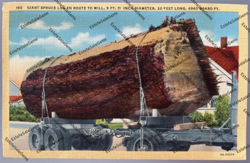 Antique postcard giant - giant, spruce