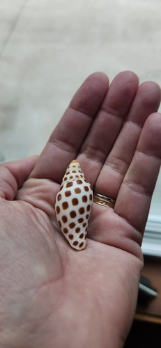 Scaphella junonia or 50 8 - junonia, 2"