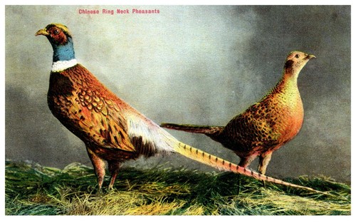 Pheasant chinese ring neck - pheasant,