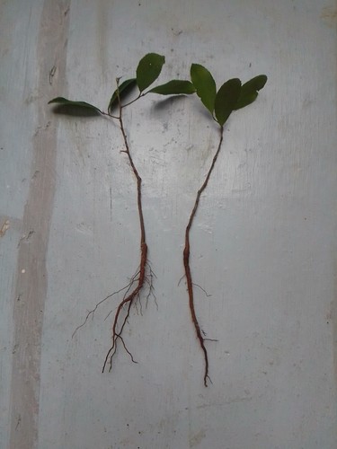 Rooted florida live - 2,