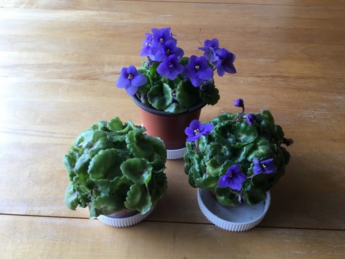Miniature african violet plant - miniature,
