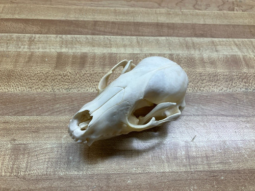 Real bone raccoon - real, skull