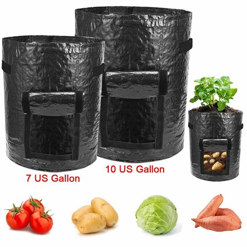 Gallon garden planting - 10,