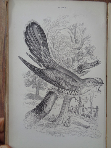 1881 cage chamber birds - 1881, chamber-birds