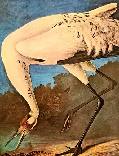 John james audubon - john, whooping