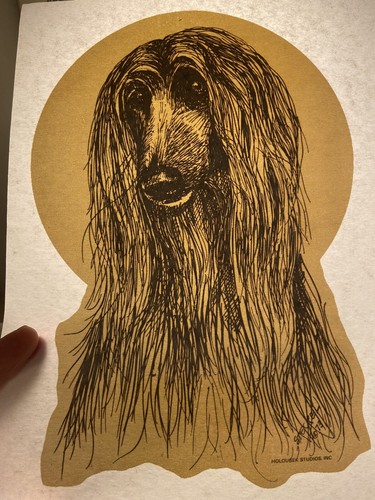 Afghan hound dog - hound,