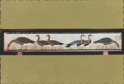 Cairo egypt the geese of - egypt,
