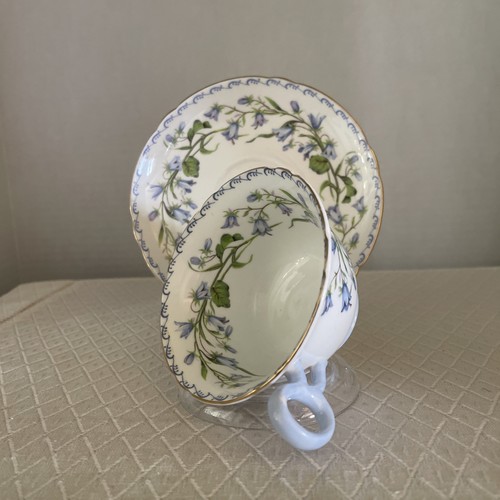 Shelley harebell 13544 floral - shelley,