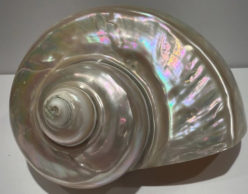 Turbo marmoratus sea shell - turbo,