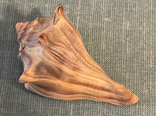 Atlantic lightning whelk - atlantic,
