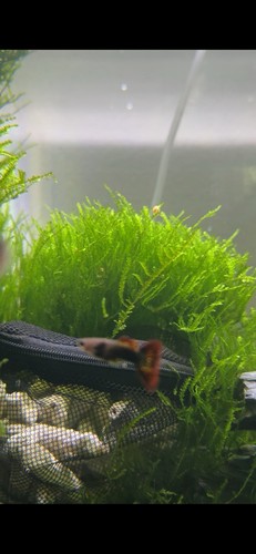 Flame moss live - live, plant