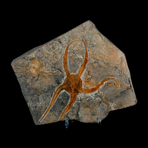 Brittlestar ophiura sp - brittlestar,