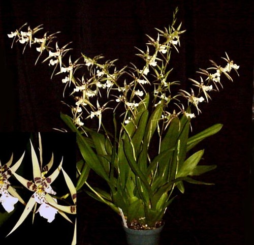 Bratonia phoenix rising - phoenix,