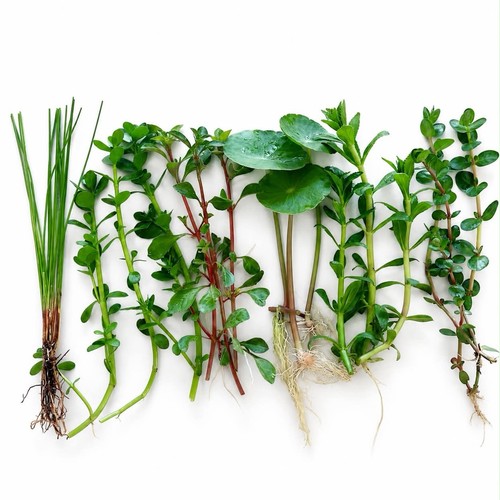 Bundle stems 6 species - bundle,