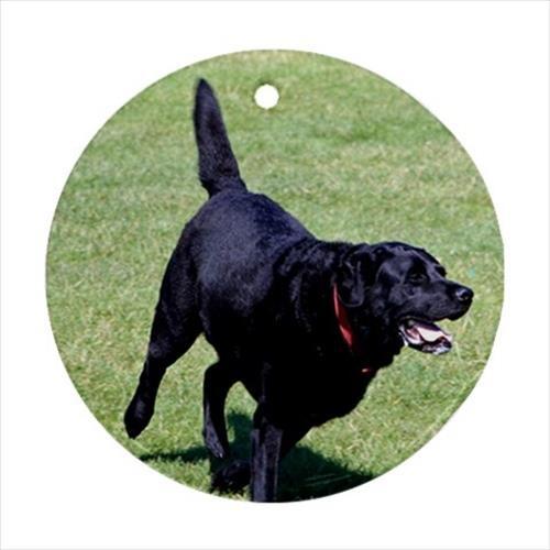 Black labrador retriever dog - black,