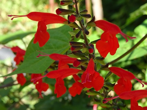 Texas red sage - red, salvia