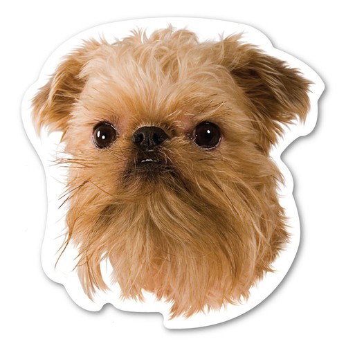 Brussels griffon magnet - griffon,