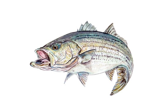 Striper bass fish vinyl - striper,