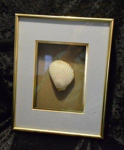 Vintage framed seashell - framed,