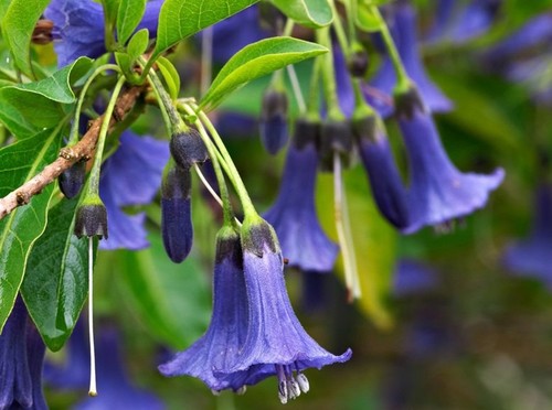 Blue iochroma angel - iochroma, trumpet