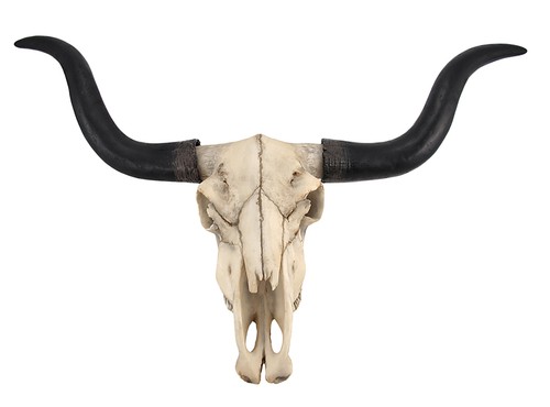 Huge longhorn cow skull - huge,