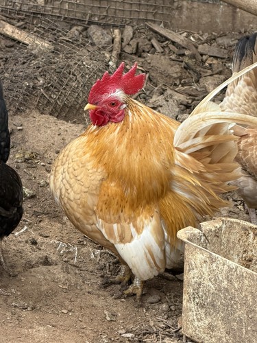 Small serama chicken - ,