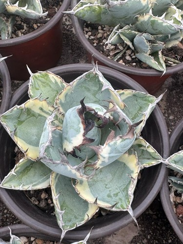 Raresucculent plant agave - raresucculent,
