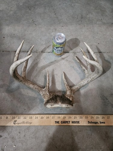 Wild point whitetail deer - 9,