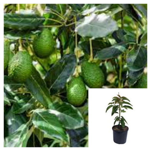 Avocado fruit gallon plant - fruit, 1