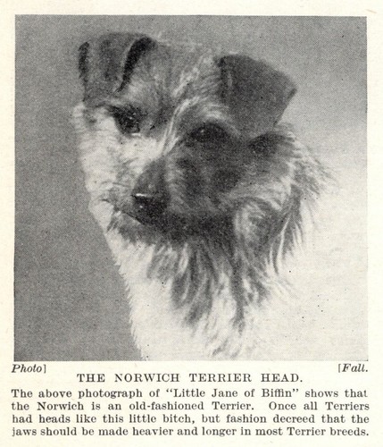 Norwich terrier jane 1934 - terrier, "jane"