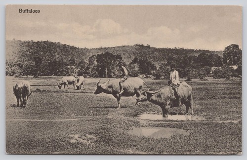 Vintage buffaloes postcard - vintage, "buffaloes"