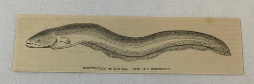 1886 magazine engraving - , ~