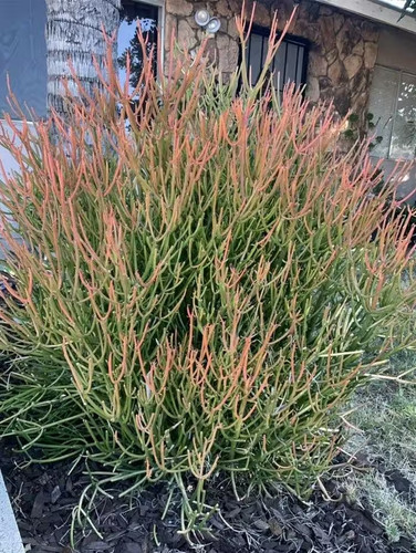 Large plants firesticks - large,