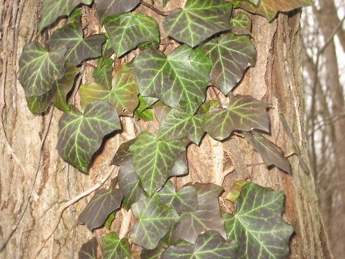 Live english ivy - live,