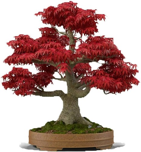 Seeds red japanese maple - 20,