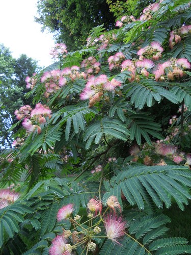 Pink mimosa tree sapling - pink,